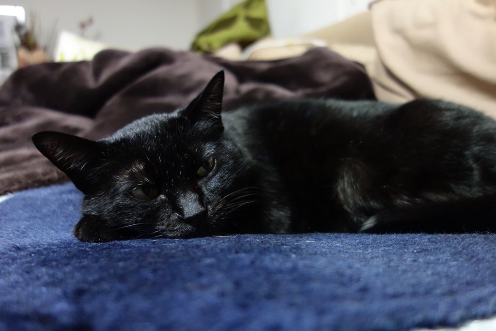 f:id:hiraryo0201:20180108101303j:plain