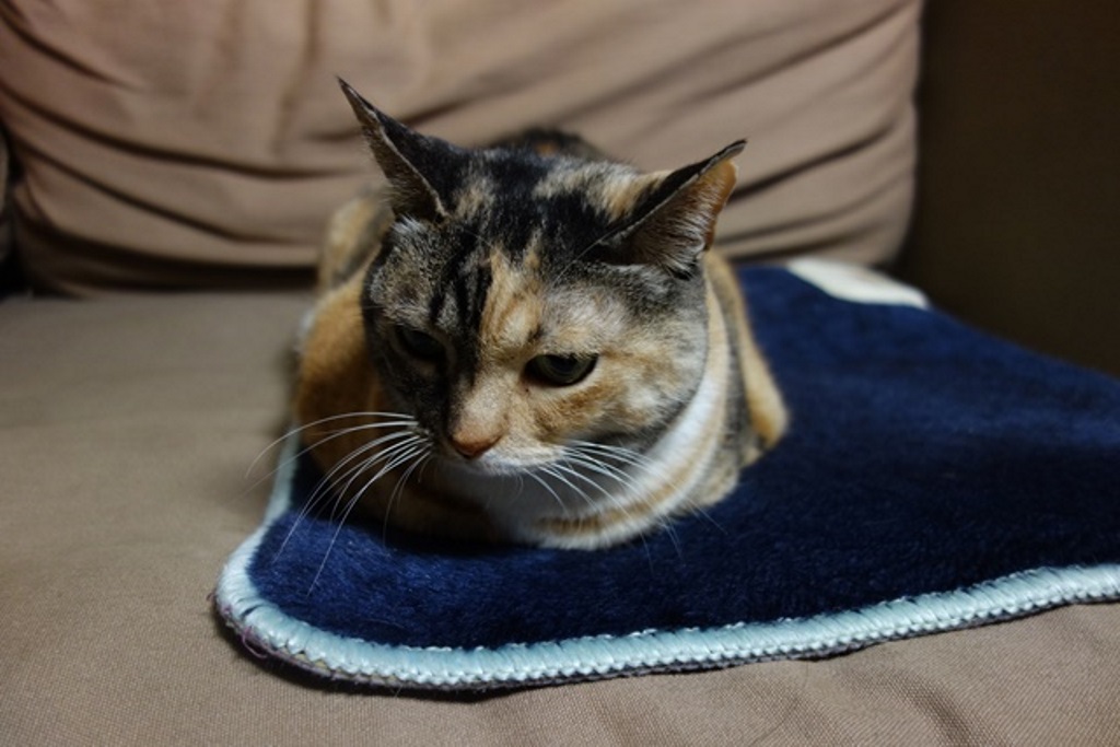 f:id:hiraryo0201:20180108102524j:plain