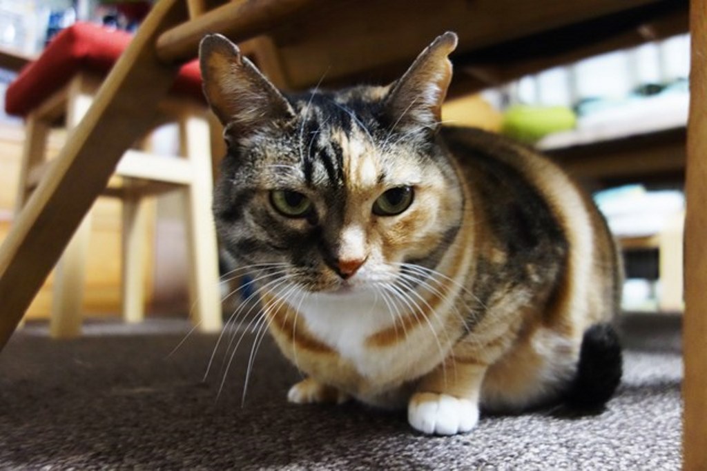 f:id:hiraryo0201:20180108103210j:plain