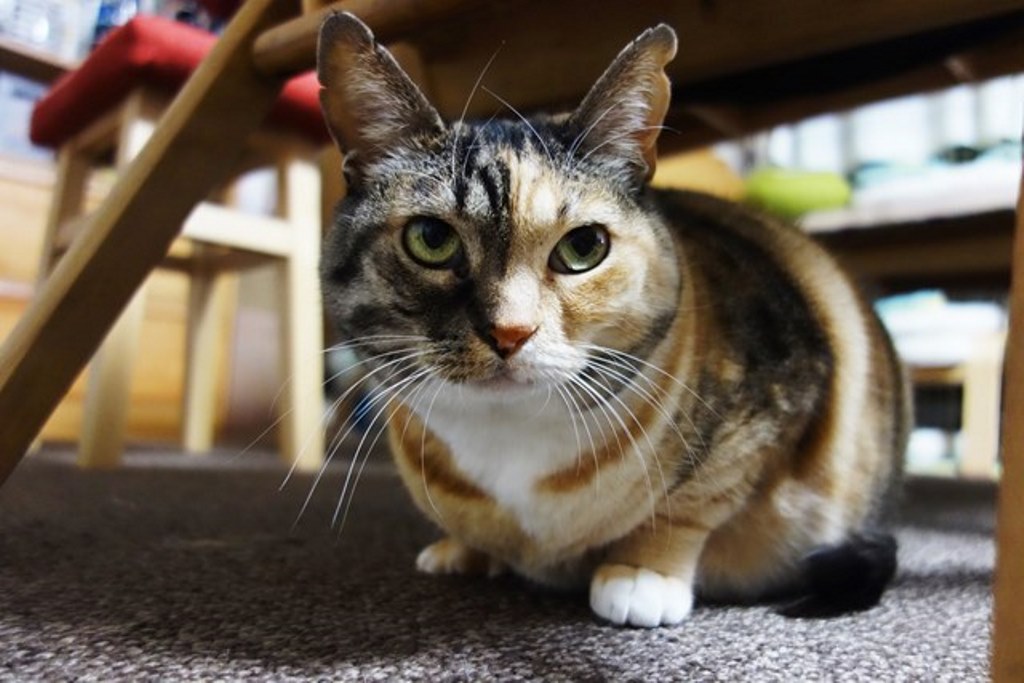 f:id:hiraryo0201:20180108103328j:plain