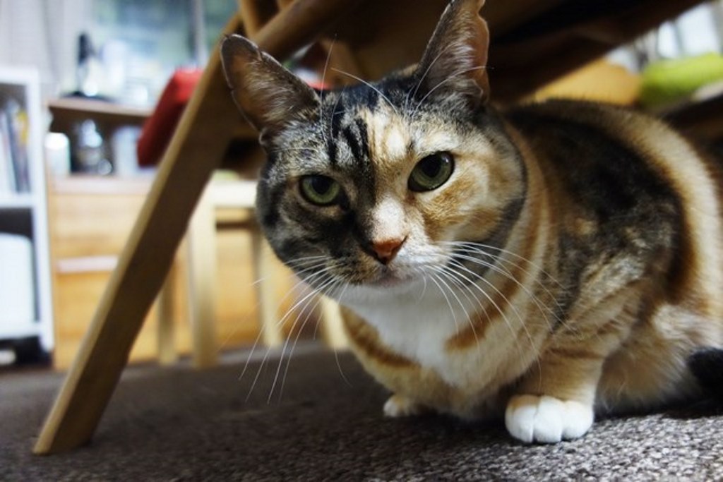 f:id:hiraryo0201:20180108103810j:plain