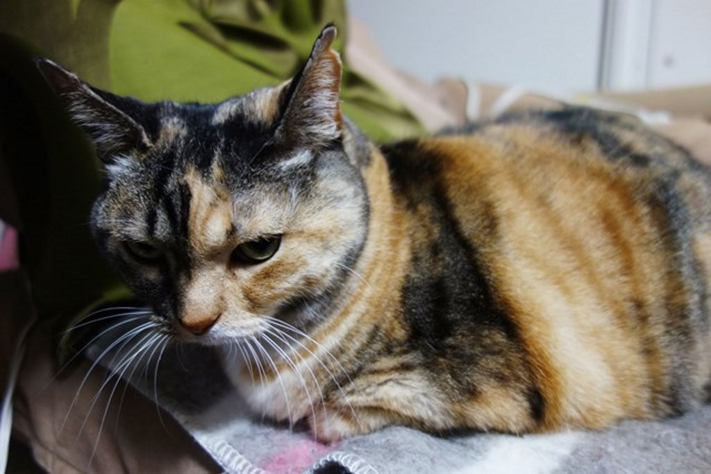 f:id:hiraryo0201:20180108103909j:plain