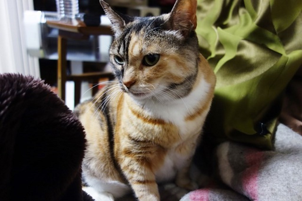 f:id:hiraryo0201:20180108104108j:plain