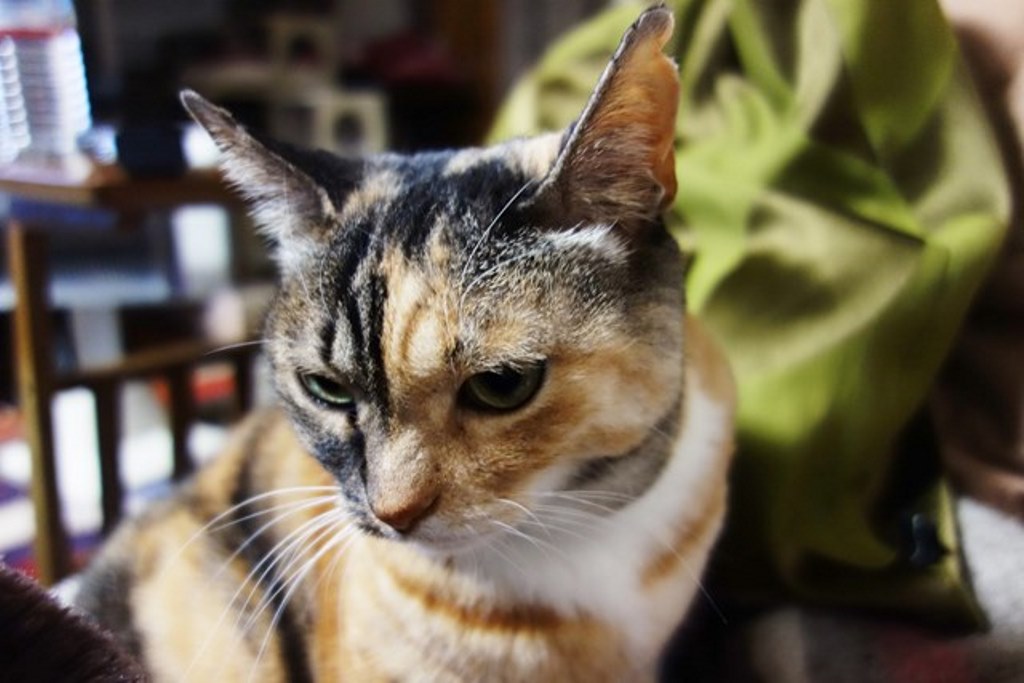 f:id:hiraryo0201:20180108104256j:plain