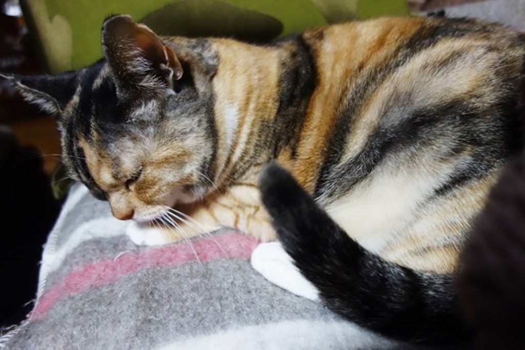 f:id:hiraryo0201:20180108104623j:plain