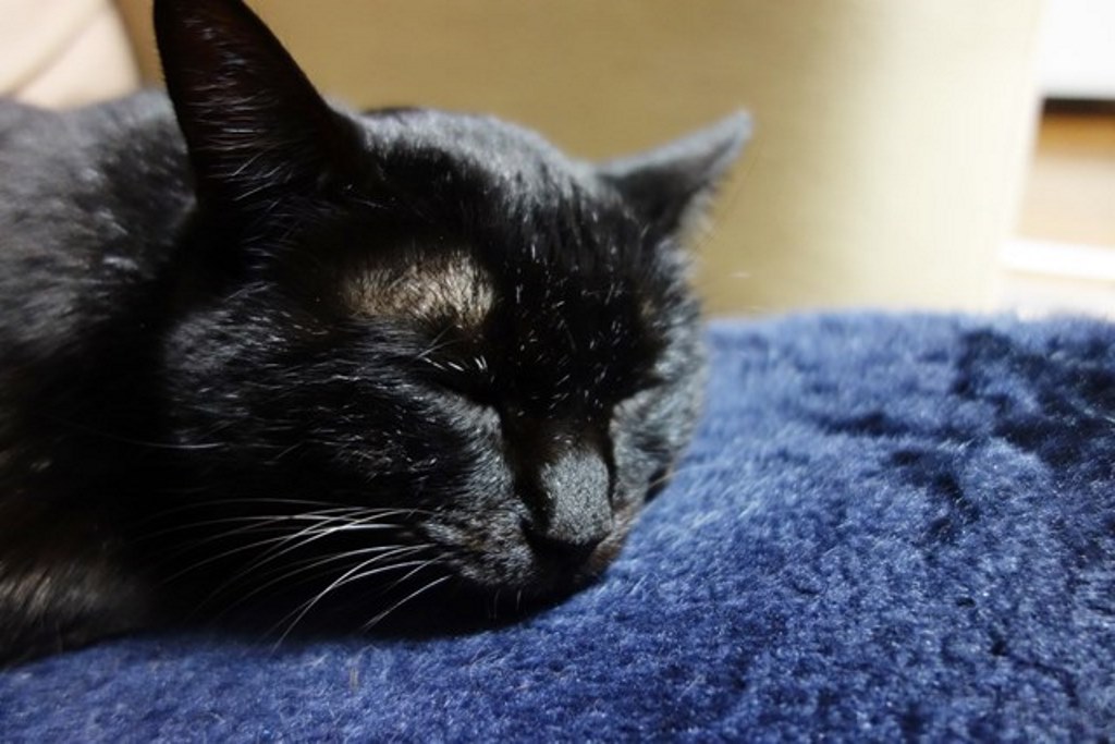 f:id:hiraryo0201:20180108104822j:plain