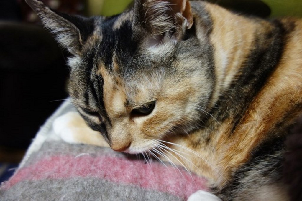 f:id:hiraryo0201:20180108105019j:plain