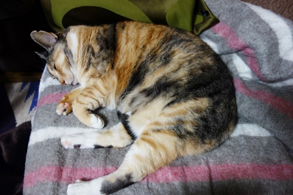 f:id:hiraryo0201:20180108105110j:plain