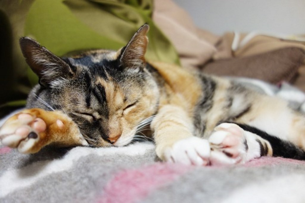 f:id:hiraryo0201:20180108105127j:plain