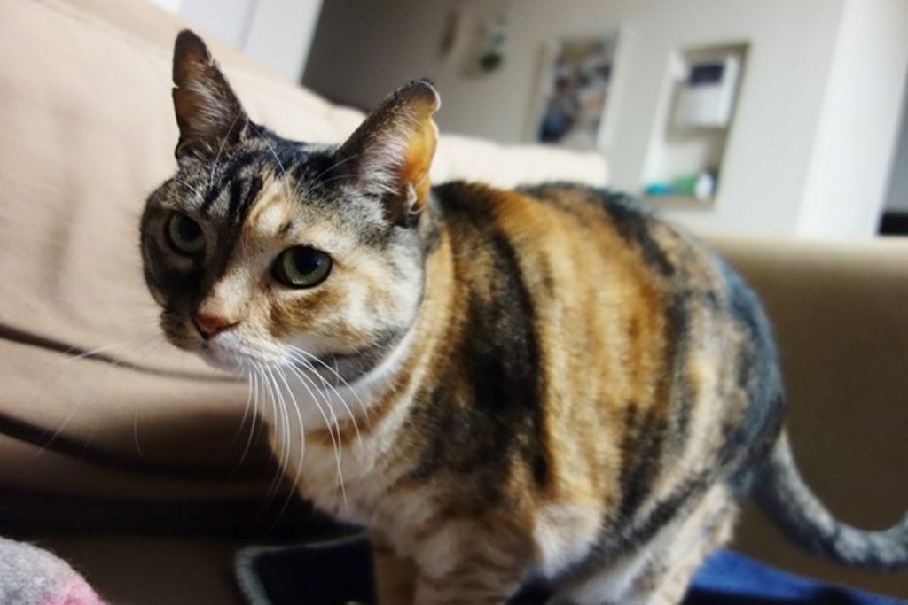 f:id:hiraryo0201:20180108105426j:plain