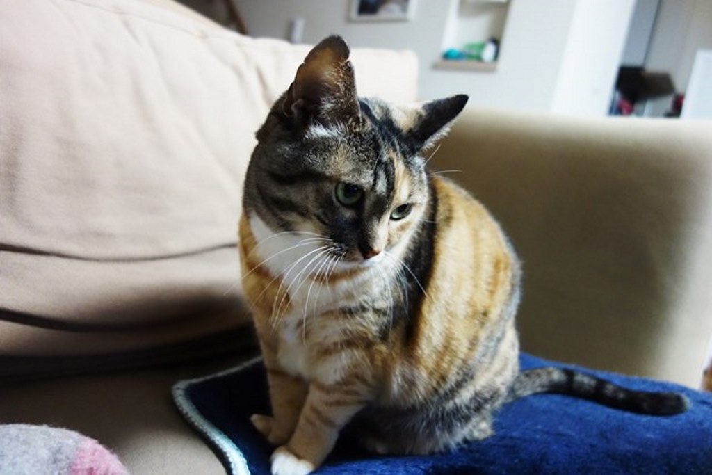 f:id:hiraryo0201:20180108105437j:plain