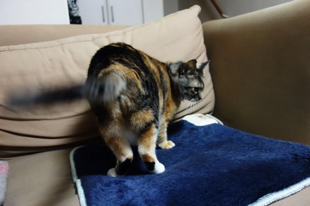 f:id:hiraryo0201:20180108105455j:plain