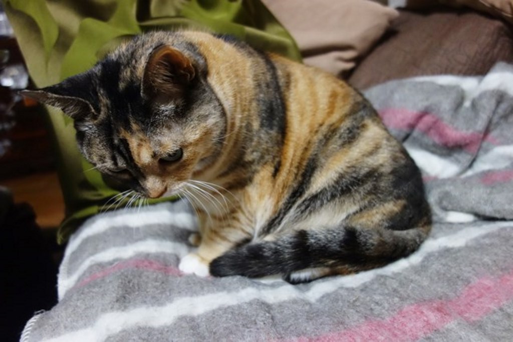 f:id:hiraryo0201:20180108105503j:plain