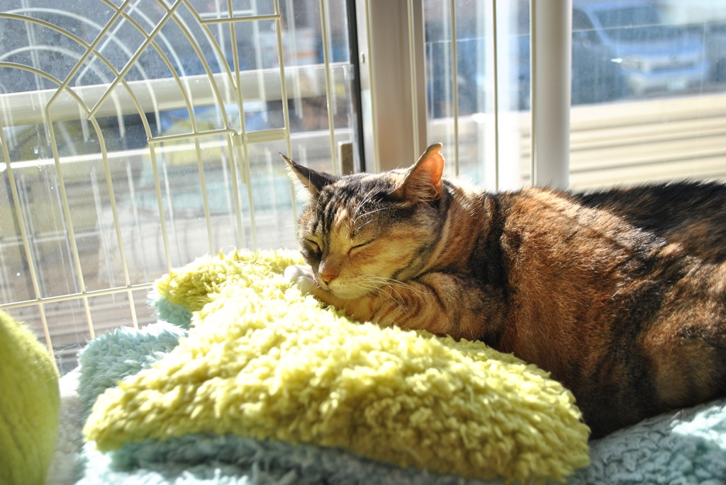 f:id:hiraryo0201:20180108111042j:plain f:id:hiraryo0201:20180108111042j:plain