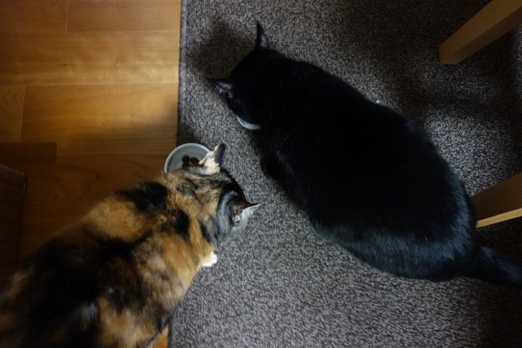 f:id:hiraryo0201:20180108111632j:plain f:id:hiraryo0201:20180108111632j:plain