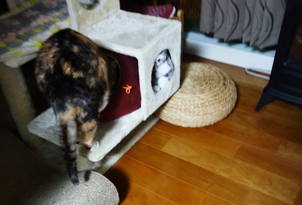 f:id:hiraryo0201:20180108111928j:plain f:id:hiraryo0201:20180108111928j:plain