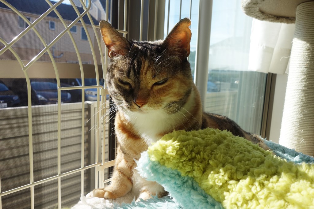 f:id:hiraryo0201:20180108112056j:plain