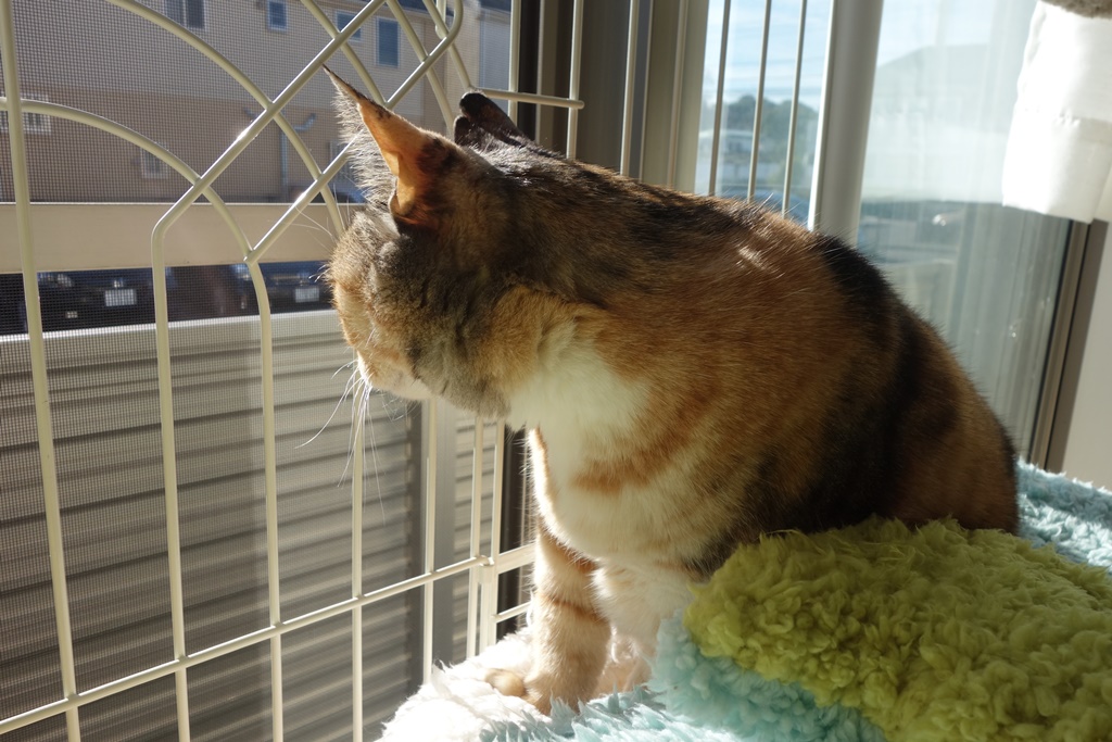 f:id:hiraryo0201:20180108112110j:plain