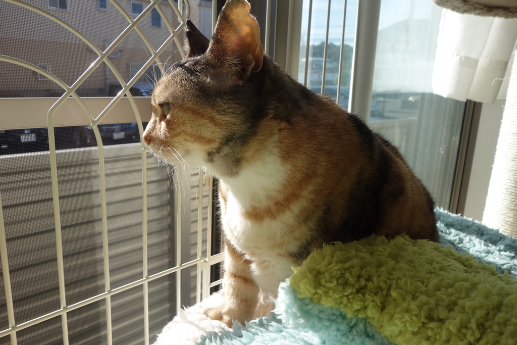 f:id:hiraryo0201:20180108112127j:plain