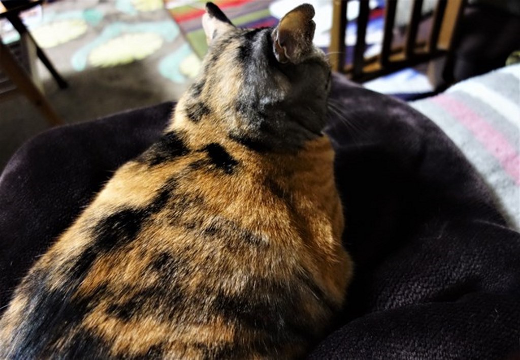 f:id:hiraryo0201:20180108112503j:plain