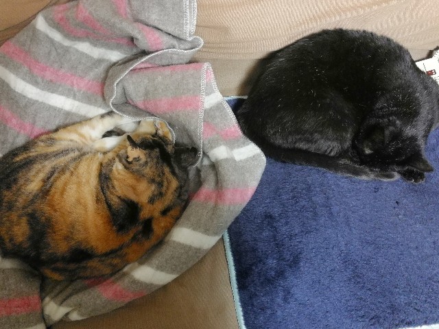 f:id:hiraryo0201:20180108230545j:image