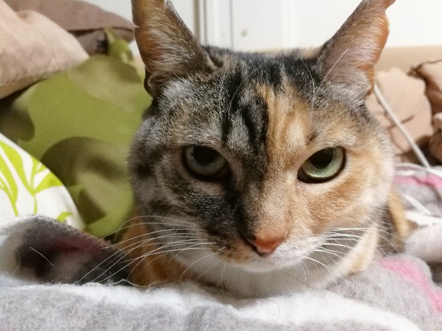 f:id:hiraryo0201:20180116122251j:image