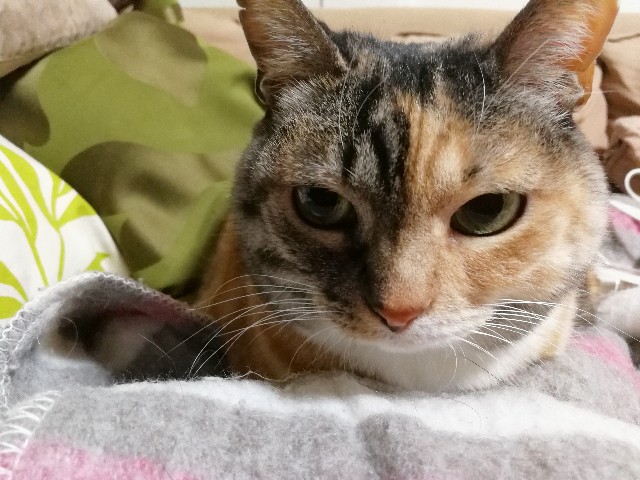 f:id:hiraryo0201:20180116122310j:image f:id:hiraryo0201:20180116122310j:image