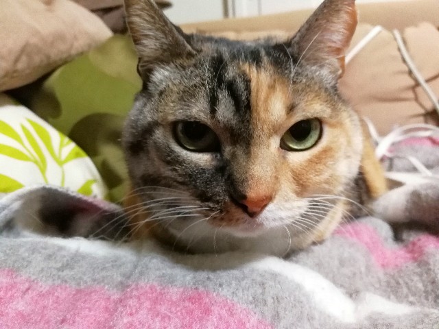 f:id:hiraryo0201:20180116183706j:image f:id:hiraryo0201:20180116183706j:image