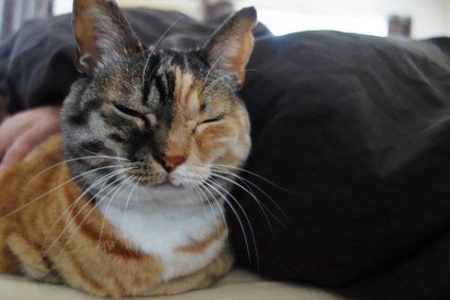 f:id:hiraryo0201:20180116203753j:plain