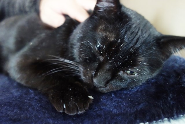 f:id:hiraryo0201:20180116203801j:plain