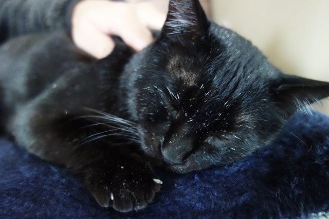 f:id:hiraryo0201:20180116203805j:plain