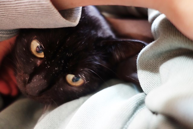 f:id:hiraryo0201:20180116203829j:plain