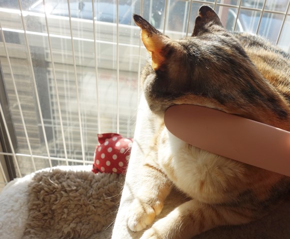 f:id:hiraryo0201:20180116204253j:plain f:id:hiraryo0201:20180116204253j:plain