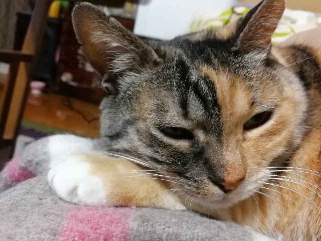 f:id:hiraryo0201:20180121094738j:image f:id:hiraryo0201:20180121094738j:image