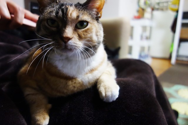 f:id:hiraryo0201:20180121212332j:plain f:id:hiraryo0201:20180121212332j:plain