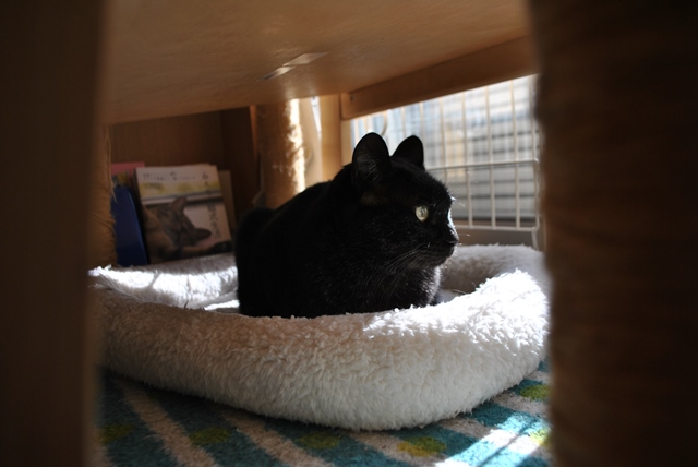 f:id:hiraryo0201:20180121213543j:plain