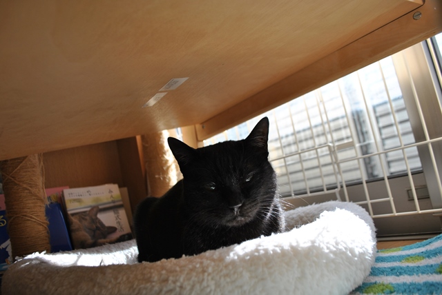 f:id:hiraryo0201:20180121213549j:plain