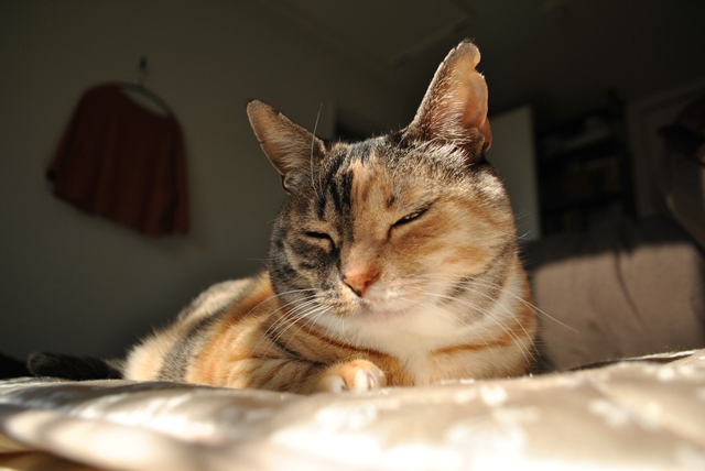 f:id:hiraryo0201:20180121213909j:plain f:id:hiraryo0201:20180121213909j:plain