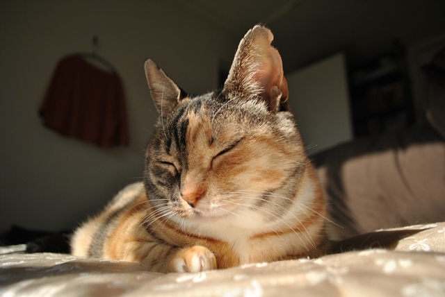 f:id:hiraryo0201:20180121213916j:plain f:id:hiraryo0201:20180121213916j:plain