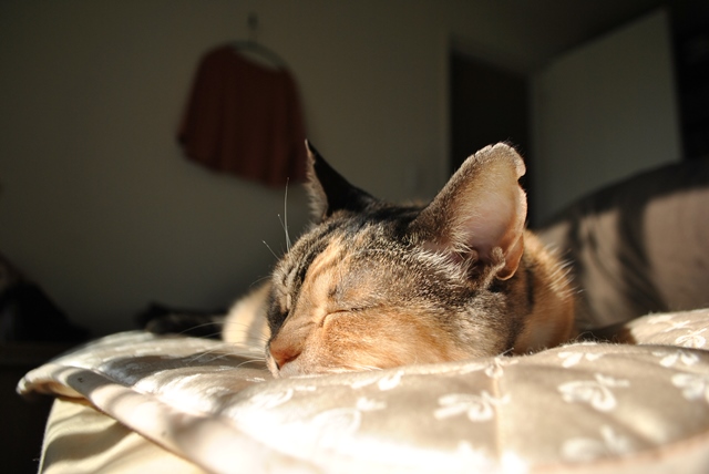 f:id:hiraryo0201:20180121213924j:plain f:id:hiraryo0201:20180121213924j:plain