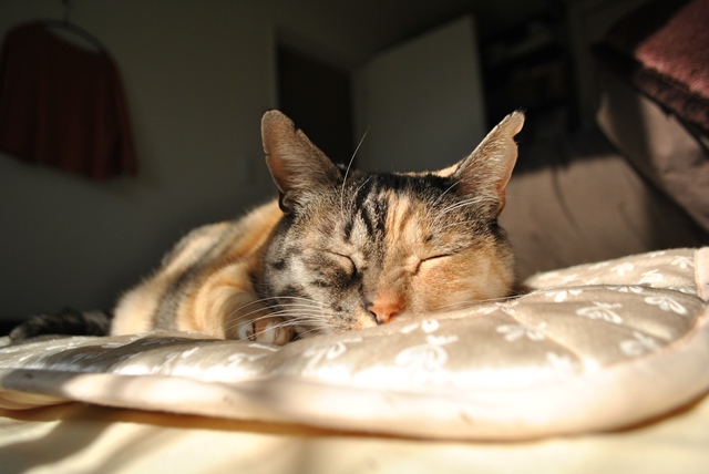 f:id:hiraryo0201:20180121213929j:plain f:id:hiraryo0201:20180121213929j:plain