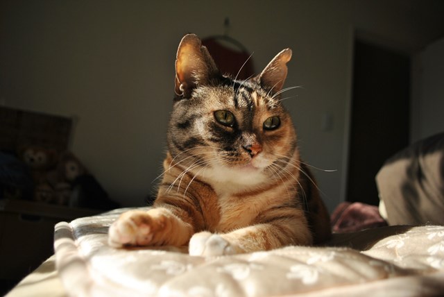 f:id:hiraryo0201:20180121213942j:plain f:id:hiraryo0201:20180121213942j:plain