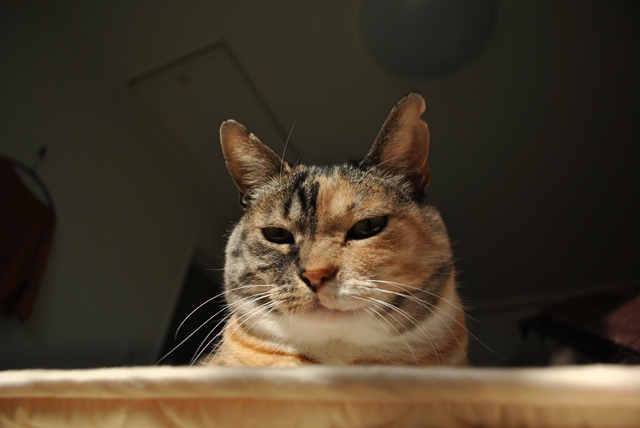 f:id:hiraryo0201:20180121214016j:plain f:id:hiraryo0201:20180121214016j:plain