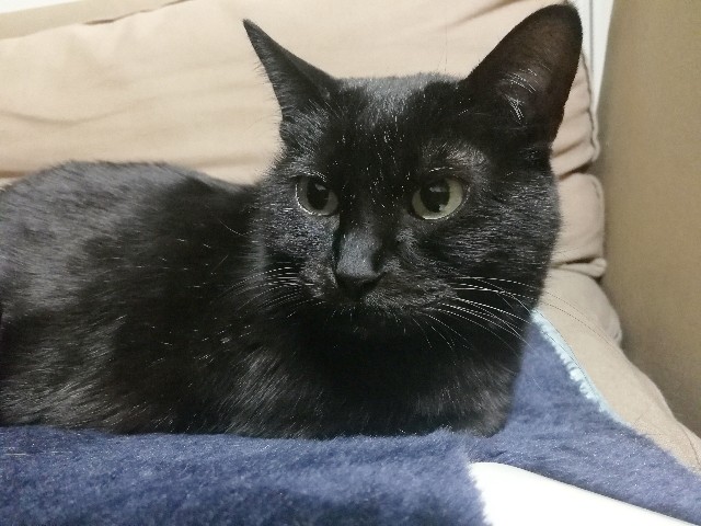 f:id:hiraryo0201:20180123074634j:image f:id:hiraryo0201:20180123074634j:image