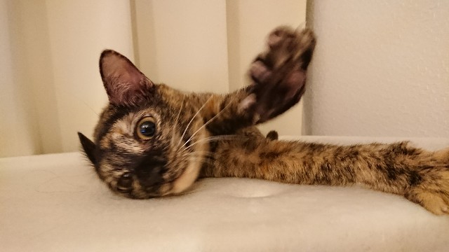 f:id:hiraryo0201:20180125141749j:image f:id:hiraryo0201:20180125141749j:image