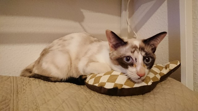 f:id:hiraryo0201:20180125141813j:image f:id:hiraryo0201:20180125141813j:image