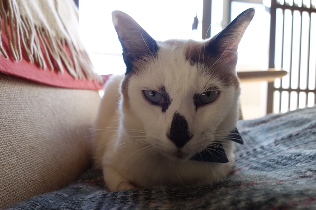 f:id:hiraryo0201:20180128113827j:plain f:id:hiraryo0201:20180128113827j:plain