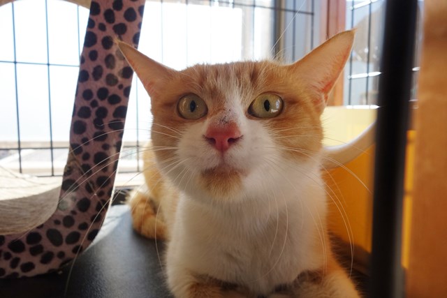 f:id:hiraryo0201:20180128114649j:plain f:id:hiraryo0201:20180128114649j:plain