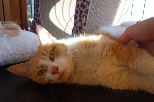 f:id:hiraryo0201:20180128114923j:plain f:id:hiraryo0201:20180128114923j:plain