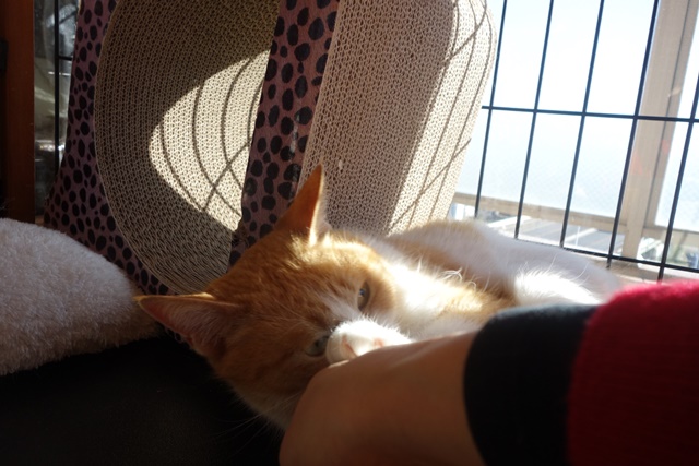 f:id:hiraryo0201:20180128114950j:plain f:id:hiraryo0201:20180128114950j:plain